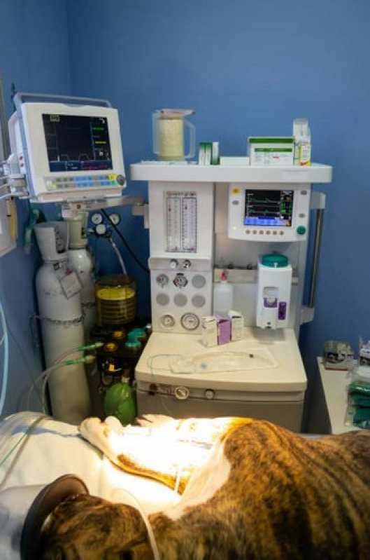 Exames Laboratóriais Veterinário com Coleta a Domicílio Marcar Guapimirim - Exame de Eletrocardiograma para Animais