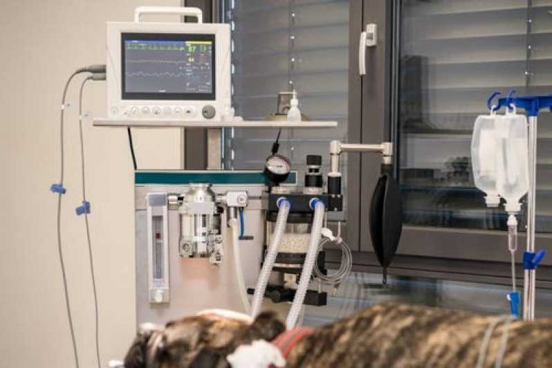 Exames Laboratóriais Veterinário com Coleta a Domicílio Niterói - Exame de Ecocardiograma para Animais