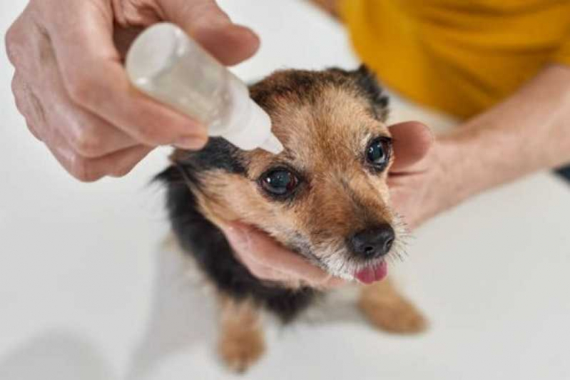 Glaucoma Canino Marcar Volta Redonda - Glaucoma de Cachorro