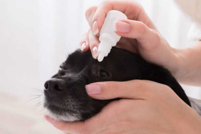 Glaucoma de Cachorro Agendar Carapebus - Glaucoma em Cães