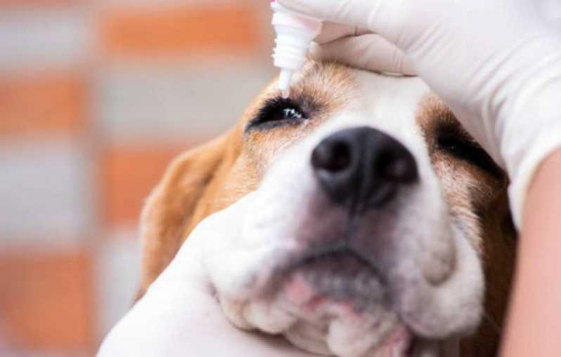 Glaucoma em Cão Agendar Rio Bonito - Glaucoma Ocular em Cão