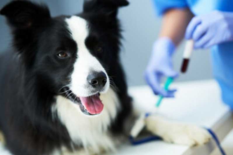 Laboratório de Análises Clínicas Veterinária Endereço Mendes - Laboratório para Pets