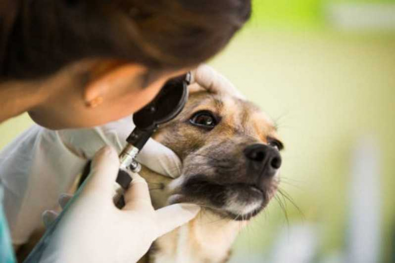 Oftalmologista para Cachorro Marcar Mangaratiba - Oftalmologista Cão