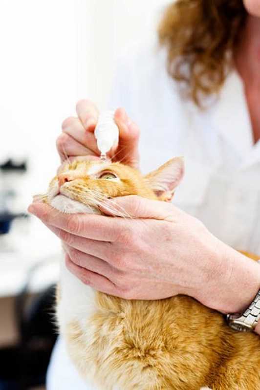 Oftalmologista para Gatos Marcar Paracambi - Oftalmologista para Animais