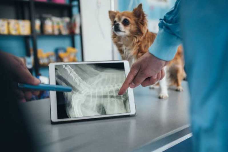 Onde Colocar Citologia para Cachorros Japeri - Citologia Medicina Veterinária