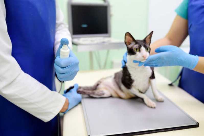 Onde Colocar Citologia para Gatos Itatiaia - Citologia Otológica Veterinária