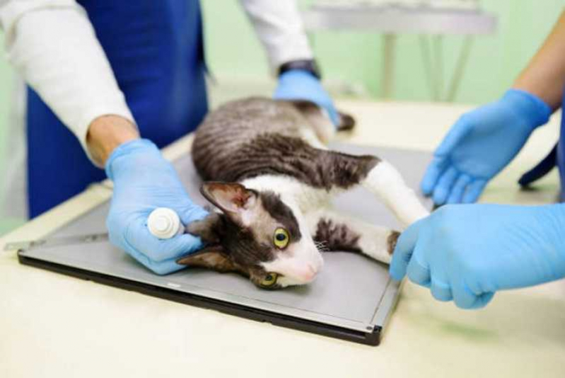 Onde Encontrar Centro Veterinário para Gatos Queimados - Centro Hospitalar Veterinário