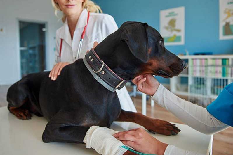 Onde Fazer Exame Clínico Veterinário Nilópolis - Exame Hemograma Cachorro