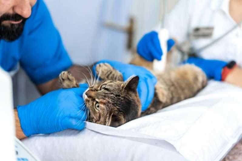 Onde Fazer Exame de Eletrocardiograma para Animais Rio das Ostras - Exame de Sangue para Cão e Gato