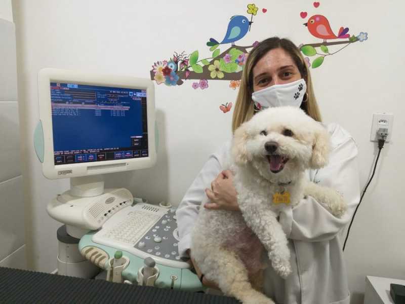 Onde Fazer Exame de Ultrassom para Animais Nova Friburgo - Exame de Eletrocardiograma para Animais