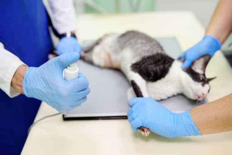 Onde Fazer Exames de Imagem em Pequenos Animais Rio Bonito - Exame de Sangue para Cão e Gato
