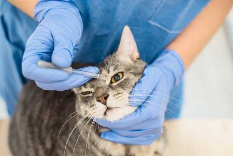 Onde Marcar Consulta Veterinária para Gatos Queimados - Consulta Veterinária Felina