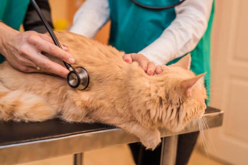 Onde Tem Cardiologista para Animal Nilópolis - Cardiologista para Gato