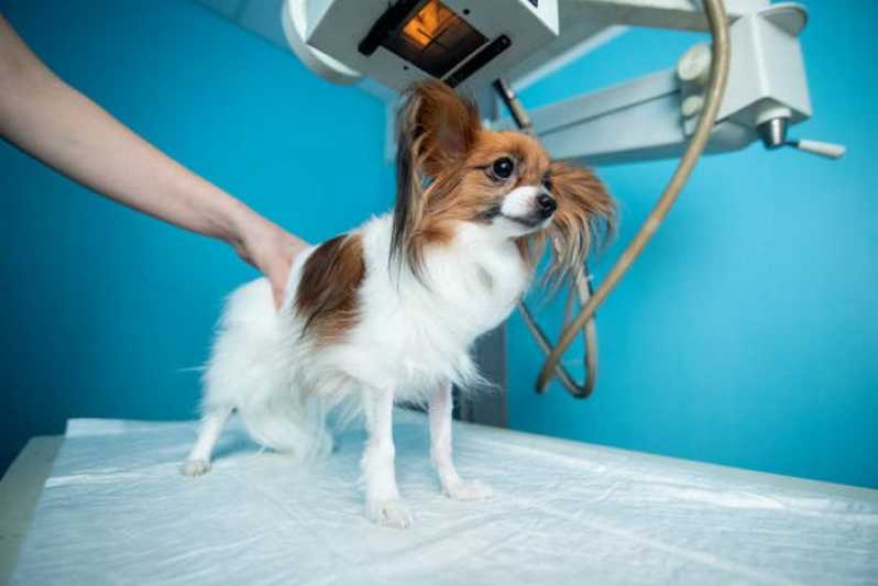 Raio X de Cachorro Marcar Areal - Raio X Digital Veterinário