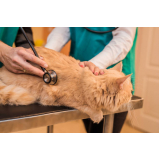 cardiologista felino marcar Seropédica