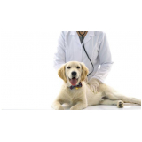 cardiologista para cachorro Guapimirim