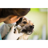 centro veterinário cão e gato Cardoso Moreira