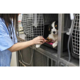 centro veterinário para cães telefone Itaguaí