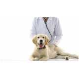 citologia medicina veterinária clínica Queimados