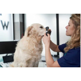 clínica com veterinário especializado em oftalmologia Areal