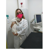 clínica especializada em cardio para animais Silva Jardim