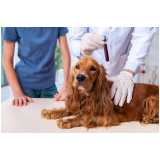 clínica especializada em citologia para pets Paracambi