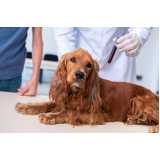 clínica especializada em exame de ecocardiograma para animais Belford Roxo