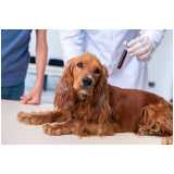 clínica especializada em exame de urina para animais Belford Roxo