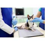 clínica especializada em exame ecocardiograma para cachorro Miguel Pereira