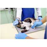 clínica especializada em exames de imagem em pequenos animais Rio Bonito
