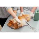 clínica especializada em exames laboratóriais veterinário com coleta a domicílio Sumidouro