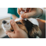 clínica especializada em glaucoma canino tratamento Magé