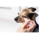 clínica especializada em glaucoma em cão para tratamento Rio Claro