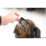 clínica especializada em glaucoma em cão tratamento Sapucaia