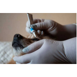 clínica especializada em glaucoma ocular em cão Sumidouro