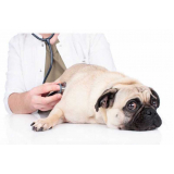 clínica especializada em oftalmo para cachorro Queimados