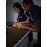 clínica especializada em raio x de animal Arraial do Cabo