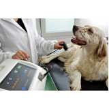 clínica especializada em ultrassom veterinário Niterói