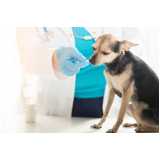 clínica especializada em veterinário com especialidade em cardiologia Carapebus