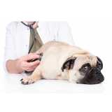 clínica especializada em veterinário com especialidade em endocrinologia Queimados