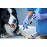 clínica veterinária para cães contato Macaé