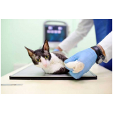 clínica veterinária para gatos Belford Roxo