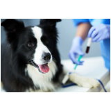 consulta com veterinário de cachorro Natividade