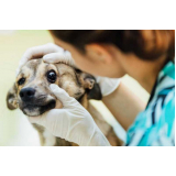 consulta com veterinário especializado em oftalmologia Niterói