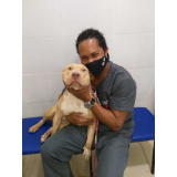 consulta veterinária canina marcar Sumidouro