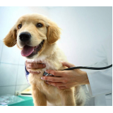 consulta veterinária canina Tanguá