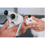 consulta veterinária felina agendar Italva