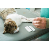 consulta veterinária felina marcar Mendes