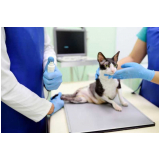 consulta veterinária para gatos agendar Seropédica