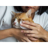 consulta veterinária para gatos marcar Sapucaia